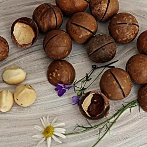 How to grow nut macadamia at home