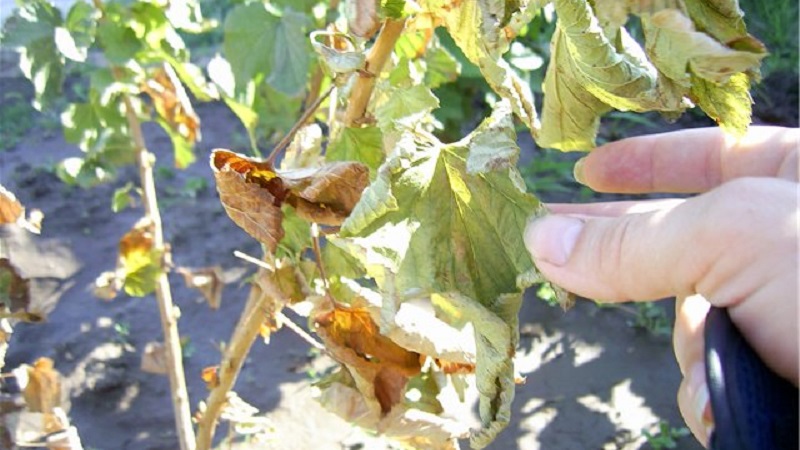 What to do if the gooseberry dries