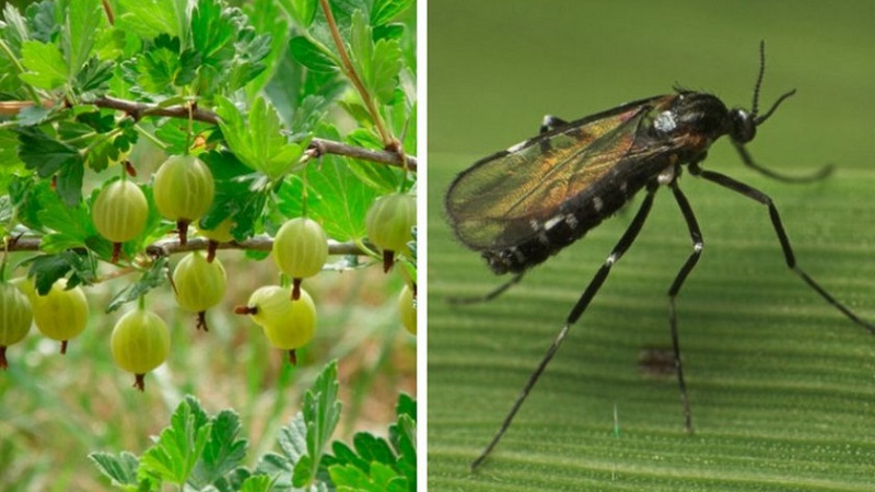 Persistent low-thorn gooseberry Altai numbered, guaranteeing a rich harvest of sweet berries