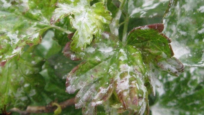 What to do if the gooseberry dries