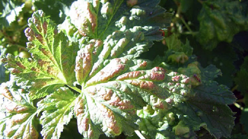 What to do if the gooseberry dries