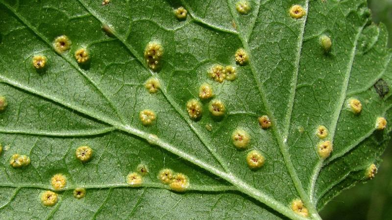 What to do if the gooseberry dries