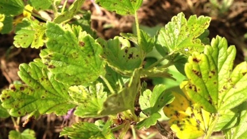 What to do if the gooseberry dries