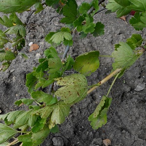 What to do if the gooseberry dries