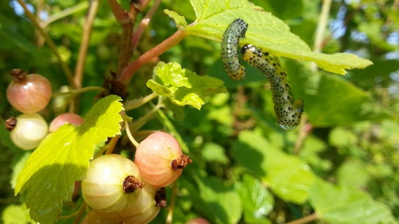 What to do if the gooseberry dries