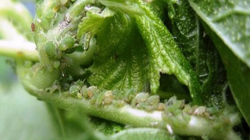 What to do if the gooseberry dries