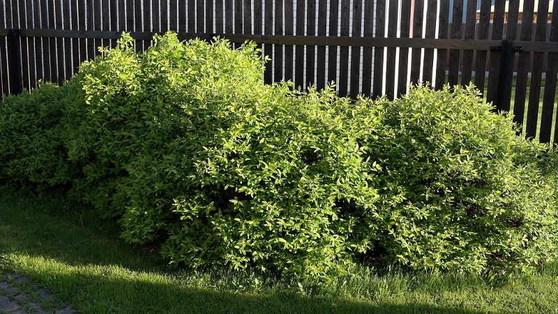Where is the best place to plant honeysuckle: in the shade or in the sun, and by what other criteria to choose a place