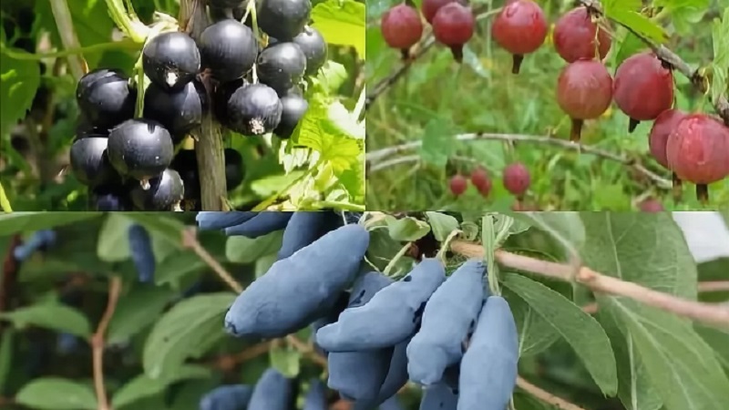 Where is the best place to plant honeysuckle: in the shade or in the sun, and by what other criteria to choose a place