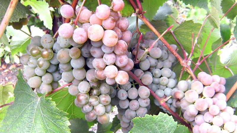 Characteristics and description of early grape varieties