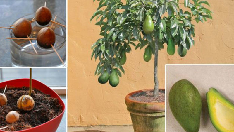 The best ways to ripen an avocado at home quickly and easily