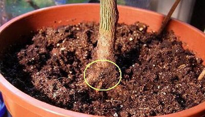 How to Treat Homemade Lemon Diseases