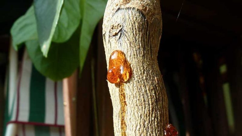 How to Treat Homemade Lemon Diseases