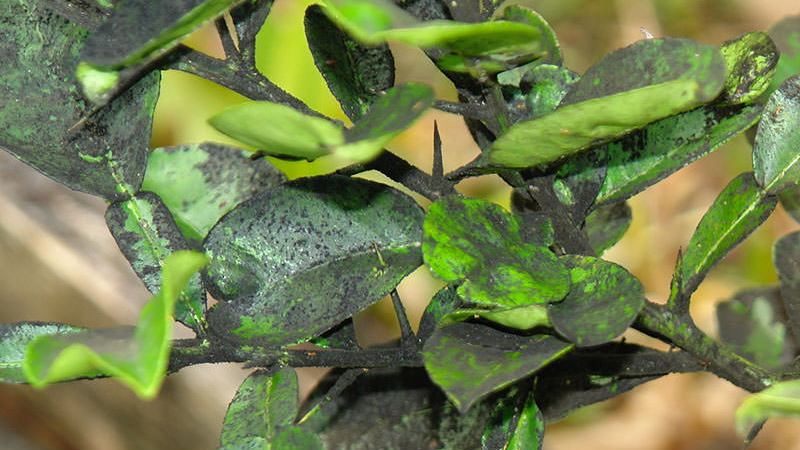 How to Treat Homemade Lemon Diseases