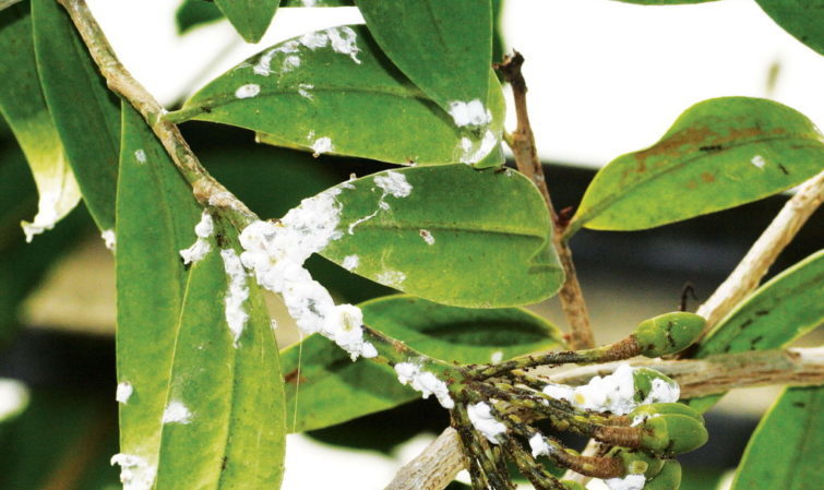 How to Treat Homemade Lemon Diseases