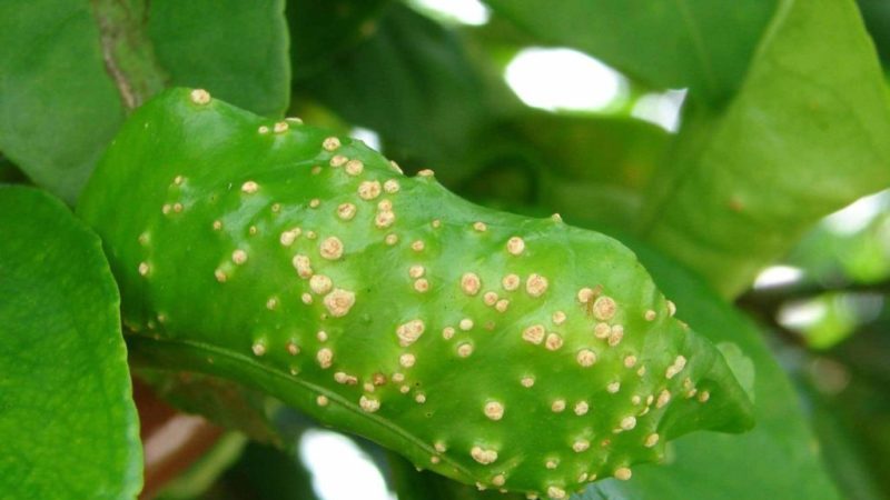 How to Treat Homemade Lemon Diseases