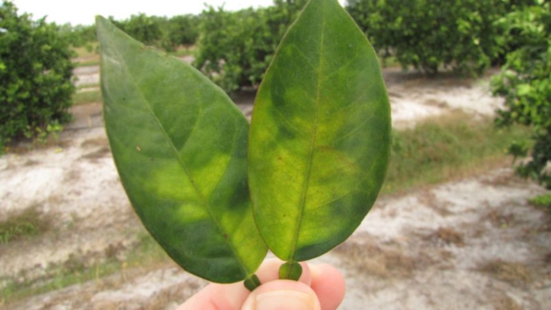 How to Treat Homemade Lemon Diseases