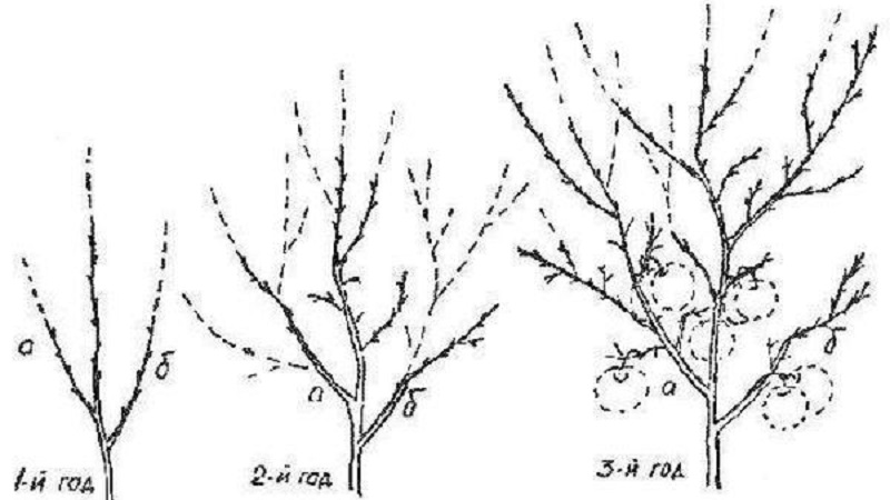 How to properly prune pomegranates in the garden and at home