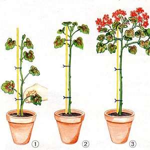 How to properly prune pomegranates in the garden and at home