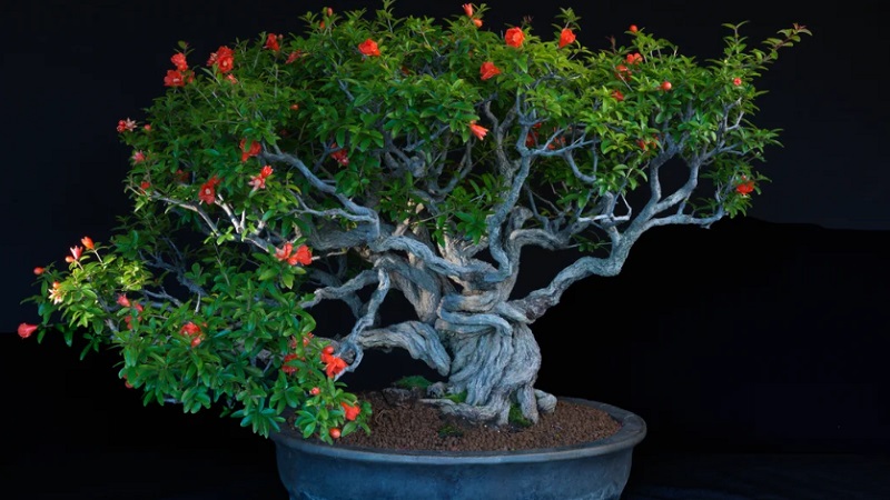 How to properly prune pomegranates in the garden and at home