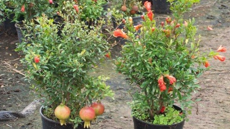 How to properly prune pomegranates in the garden and at home