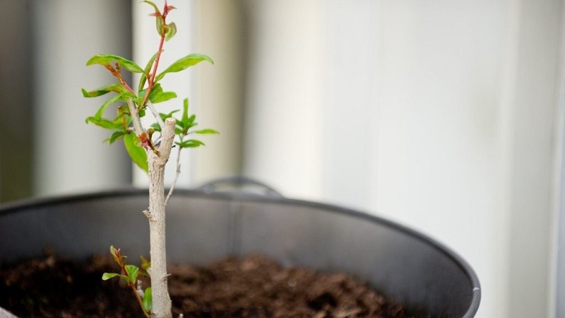 How to properly prune pomegranates in the garden and at home