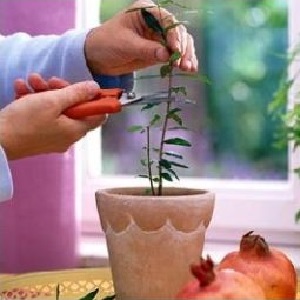 How to properly prune pomegranates in the garden and at home