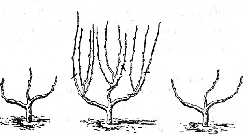 How to properly prune pomegranates in the garden and at home