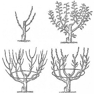 How to properly prune pomegranates in the garden and at home