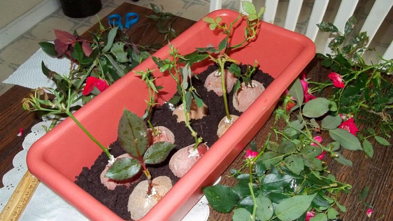 Instructions for beginner florists: how to root a rose from a bouquet at home