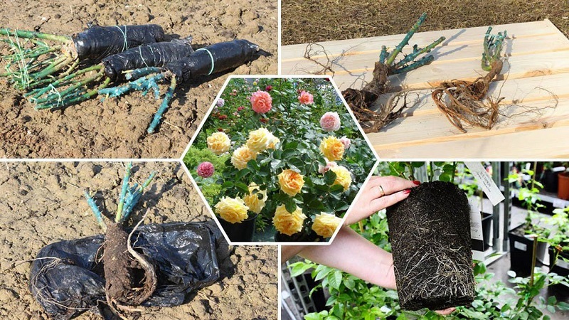 Instructions for beginner florists: how to root a rose from a bouquet at home