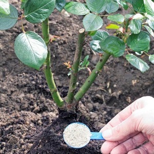 Instructions for beginner florists: how to root a rose from a bouquet at home