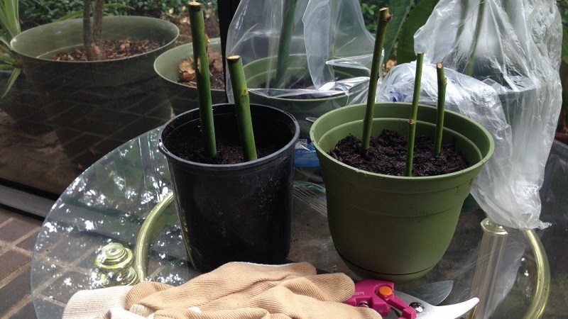 Instructions for beginner florists: how to root a rose from a bouquet at home
