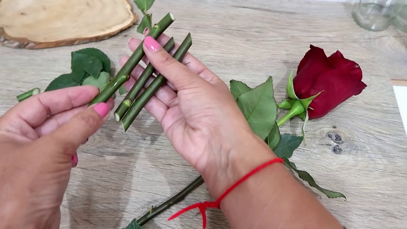 Instructions for beginner florists: how to root a rose from a bouquet at home