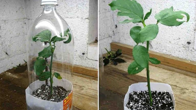 Instructions for beginner florists: how to root a rose from a bouquet at home