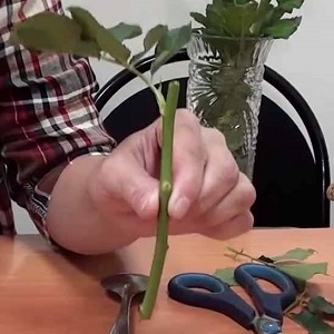 Instructions for beginner florists: how to root a rose from a bouquet at home