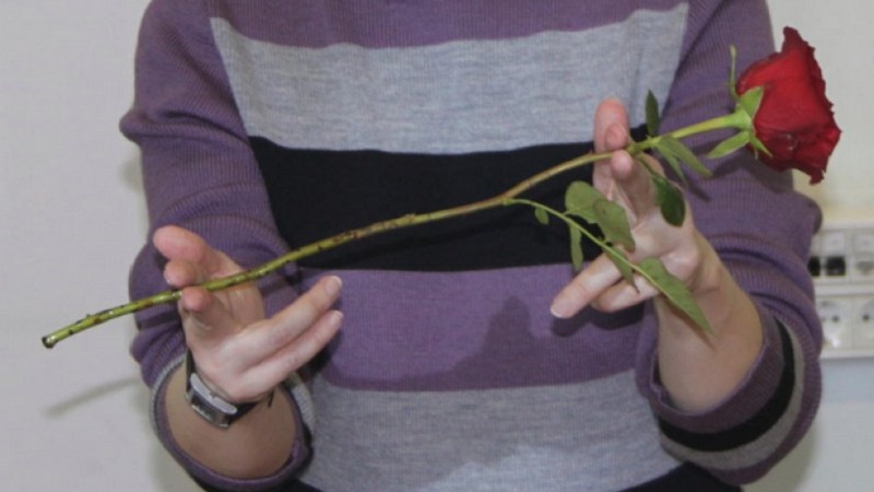 Instructions for beginner florists: how to root a rose from a bouquet at home