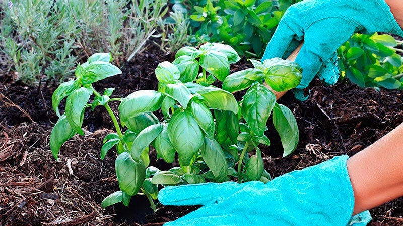 Transplanting and growing basil at home