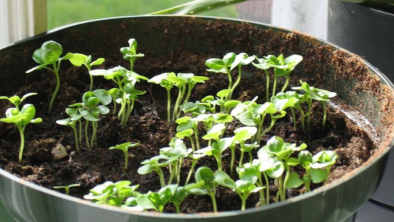 Transplanting and growing basil at home