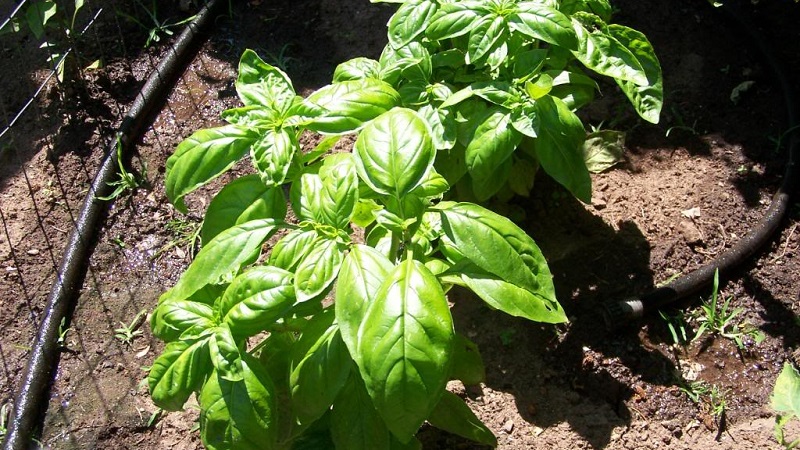 Transplanting and growing basil at home