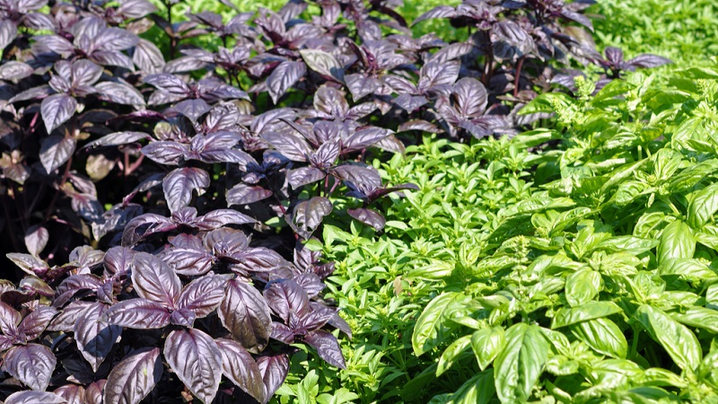 Difference between green and purple basil: benefits and harms, properties, uses