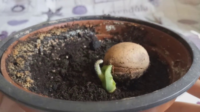 How to grow nut macadamia at home