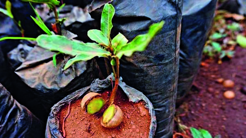 How to grow nut macadamia at home