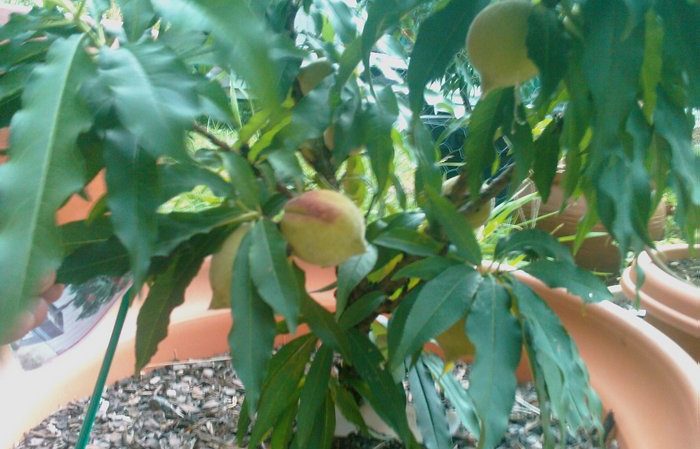 How to grow nut macadamia at home