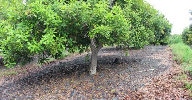 How to grow nut macadamia at home