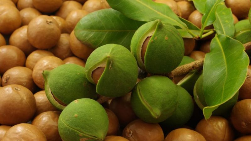 How to grow nut macadamia at home