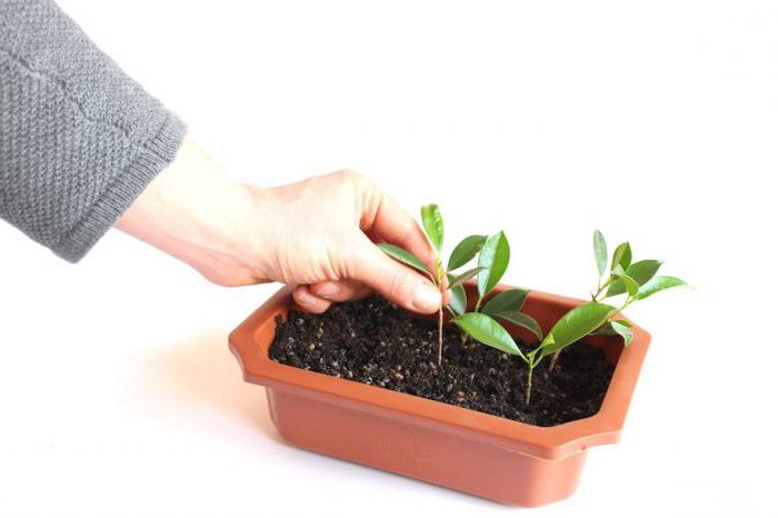 Step-by-step instructions: how to grow a felt cherry from a stone at home