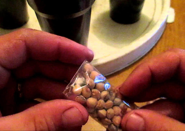 Step-by-step instructions: how to grow a felt cherry from a stone at home