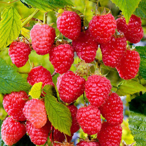What are the most productive varieties of raspberries