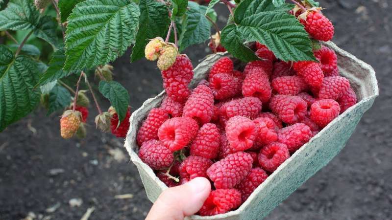 The best varieties of remontant raspberries for the Moscow region