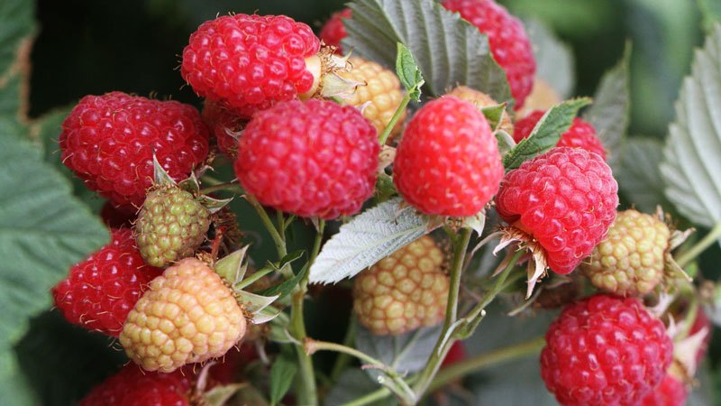 What are the most productive varieties of raspberries